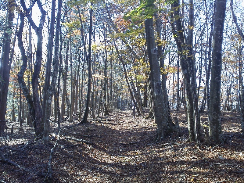 なだらかなブナの林