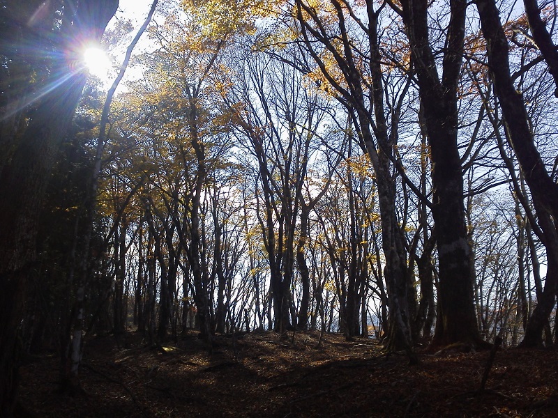 長尾尾根 -- 落葉がいっぱい