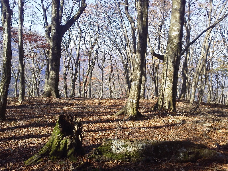 長尾尾根 -- こんな場所では、ゆっくりしたくなる