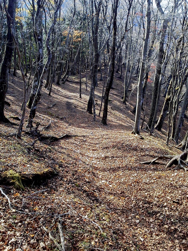 長尾尾根 -- 時には少し下ったりもしながら