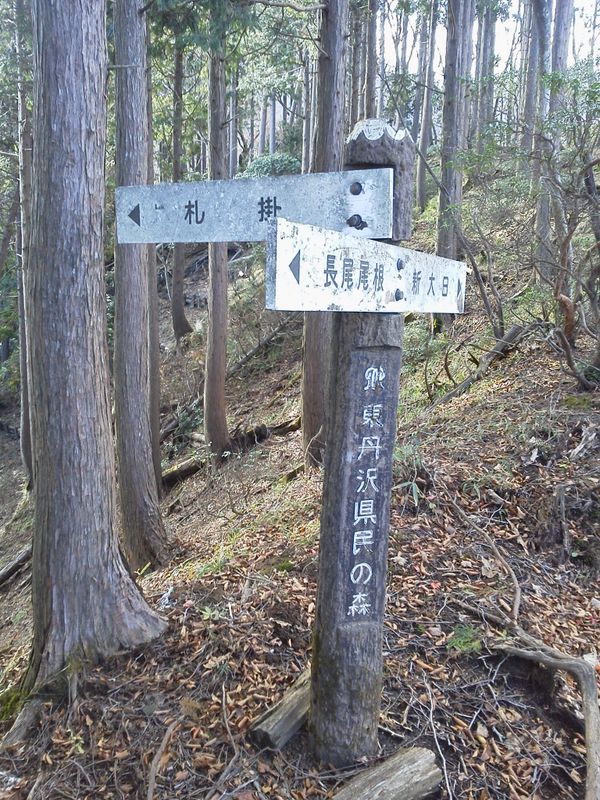 長尾尾根 -- 境沢からの道を合わせる