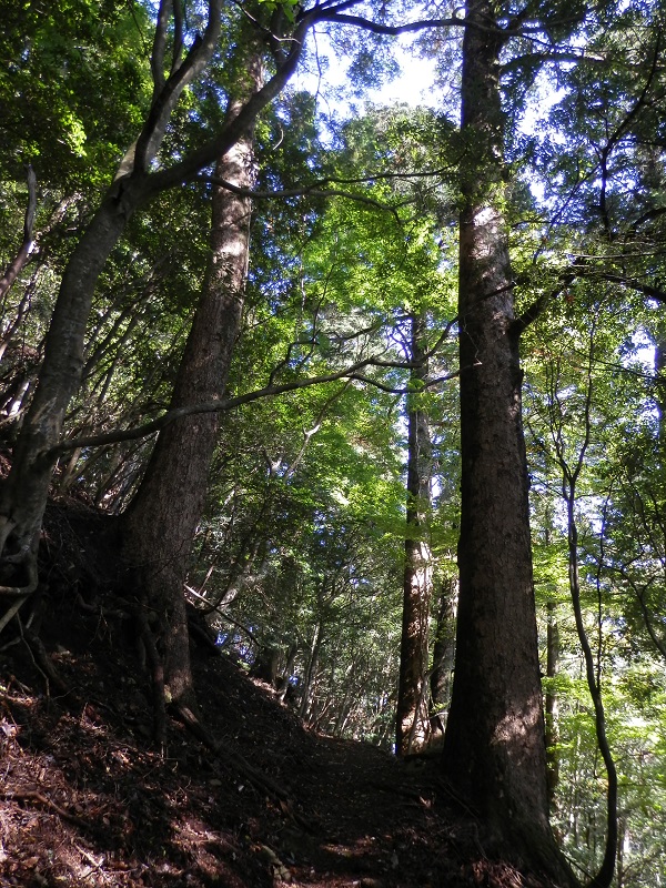 モミの巨樹が鬱蒼とした登山道