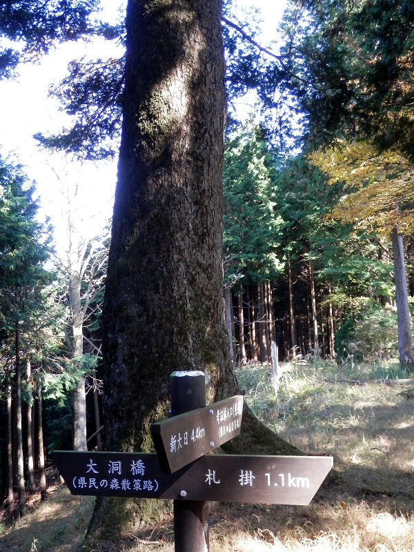 大きなモミの木で左折