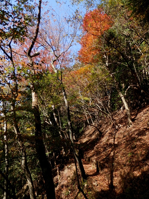 紅葉した木が少しずつ増えてくる
