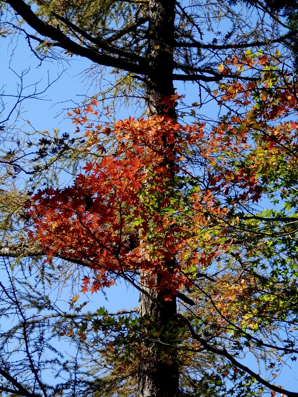 私の好きな配色