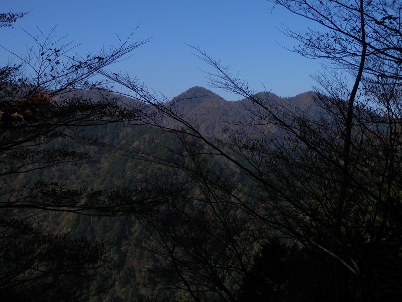 枝越しにしか望めない丹沢三峰