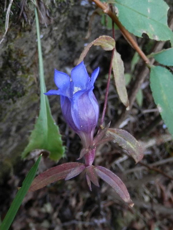 表尾根のツルリンドウ