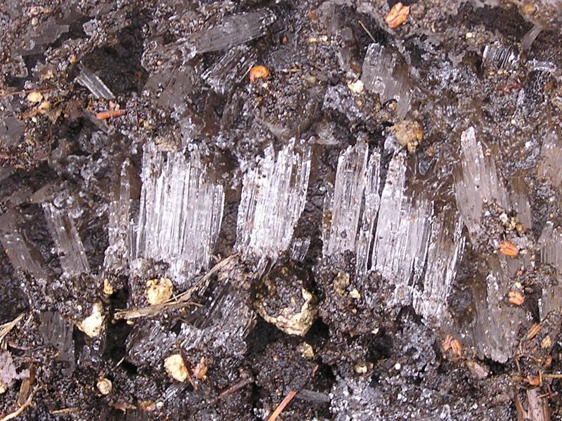 鳴虫山 -- 霜柱を踏みしめて登る