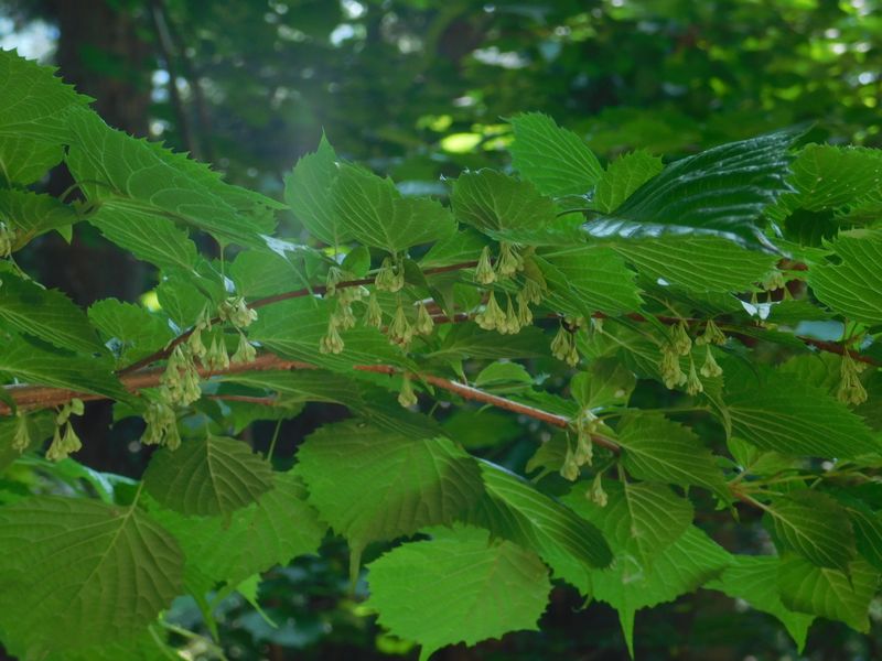 フサザクラの今