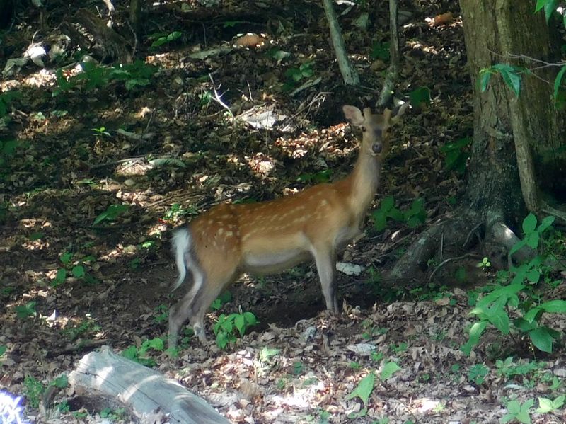 ニホンジカ