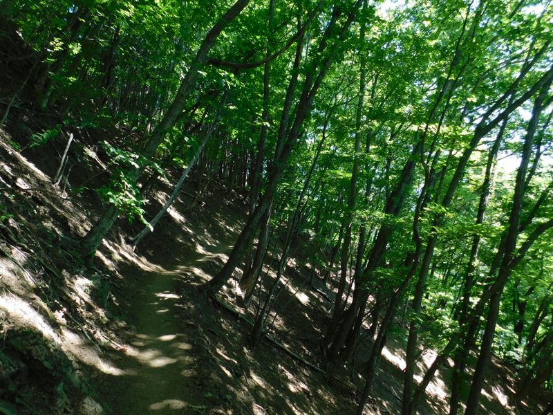 エゾハルゼミの大合唱