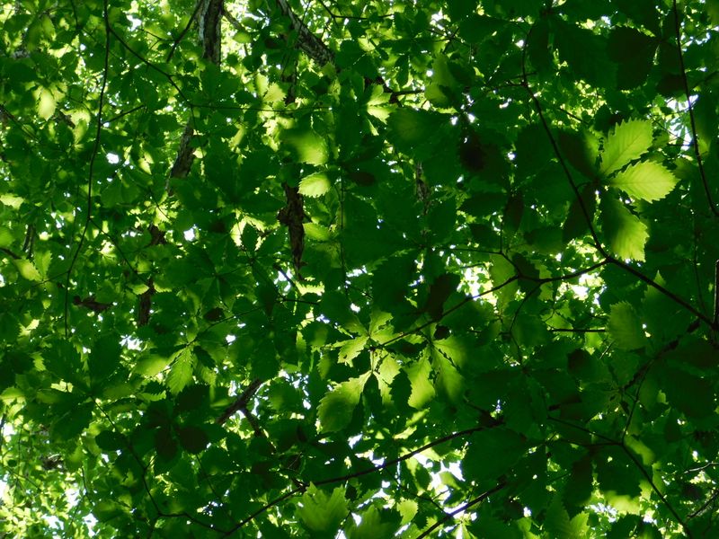 ミズナラの若葉