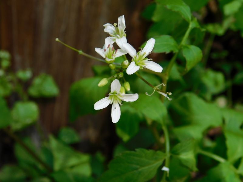 ヒロハコンロンソウ