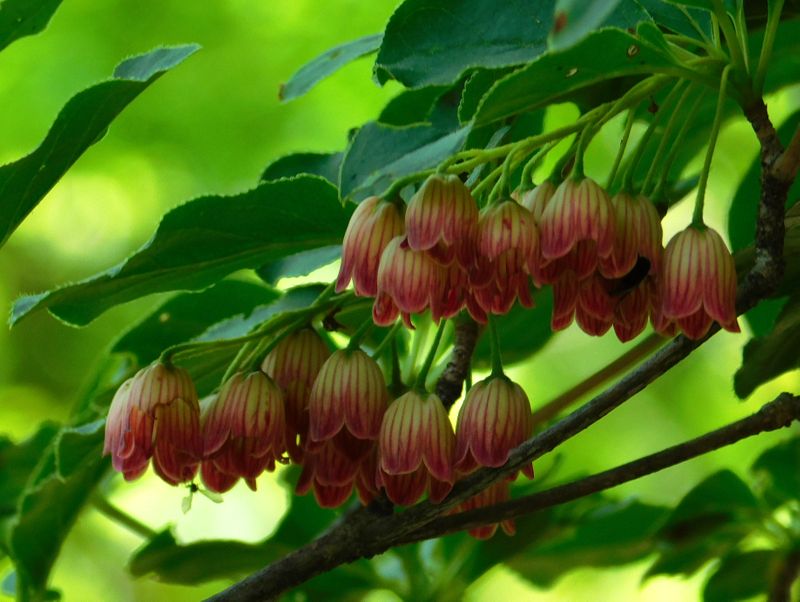 サラサドウダン