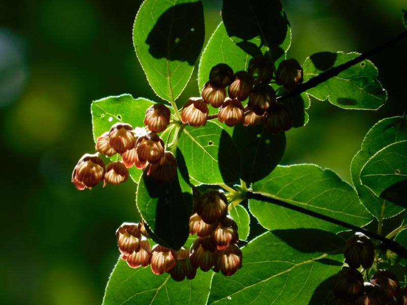 高いところで咲いているサラサドウダン