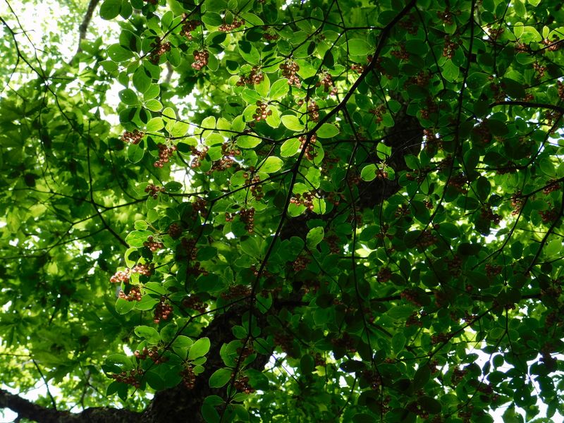 サラサドウダンを見上げると
