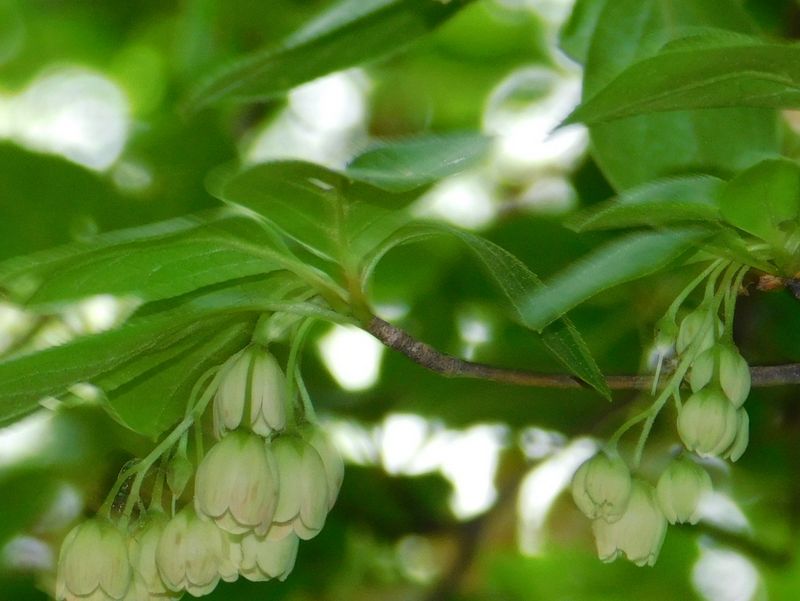 シロバナフウリンツツジ