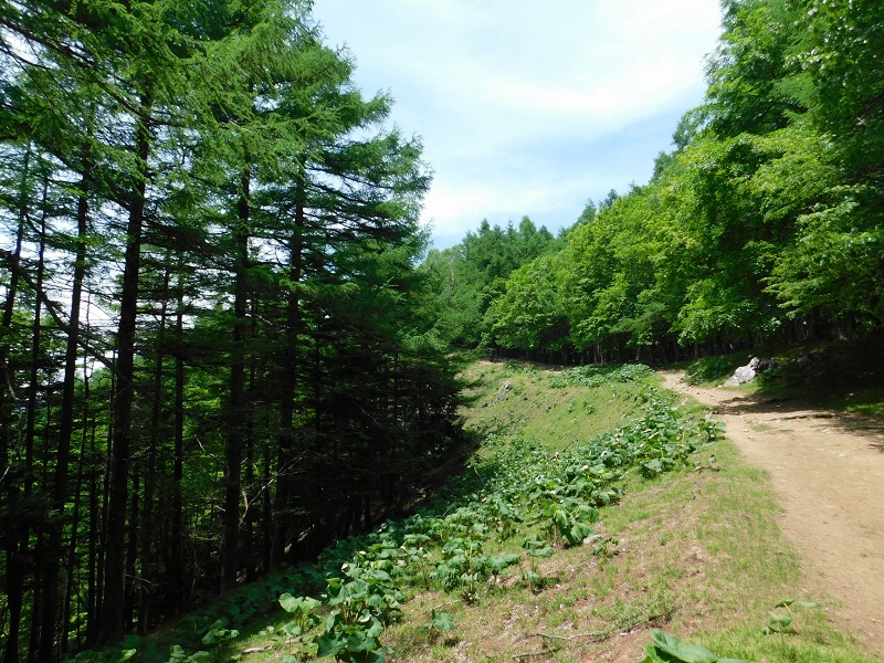 雲取山はこちらへ