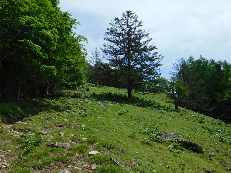 七ツ石山に登る