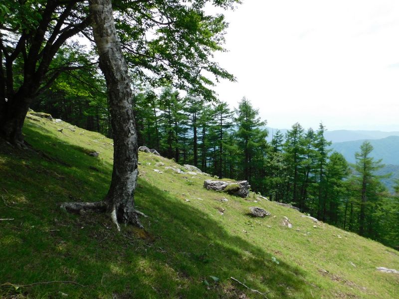 カラマツ林とダケカンバ
