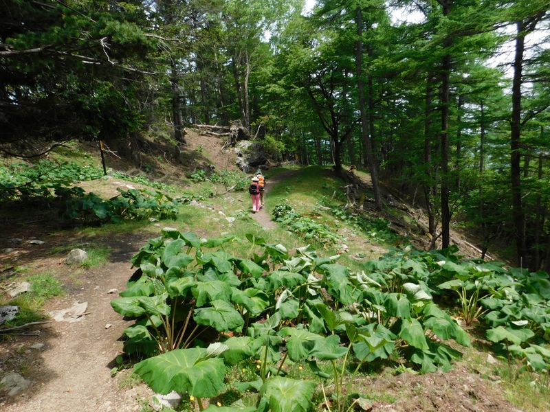 マルバダケブキ