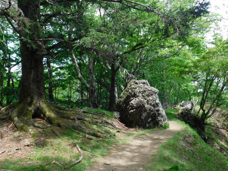 この岩も化身の一つかな？