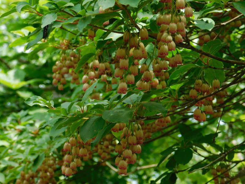 風に揺れるサラサドウダン
