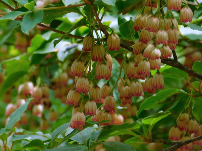 風鈴のような、サラサドウダン