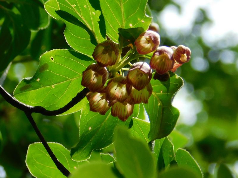 サラサドウダンの花を下から見ると