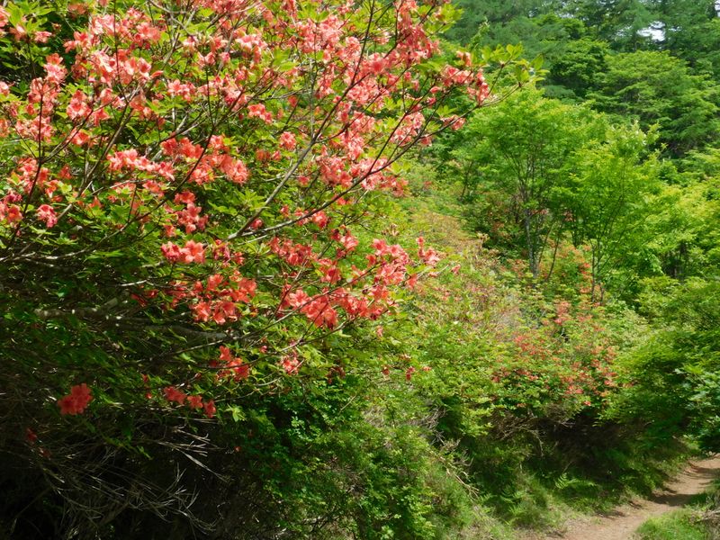 千本ツツジ（まき道）