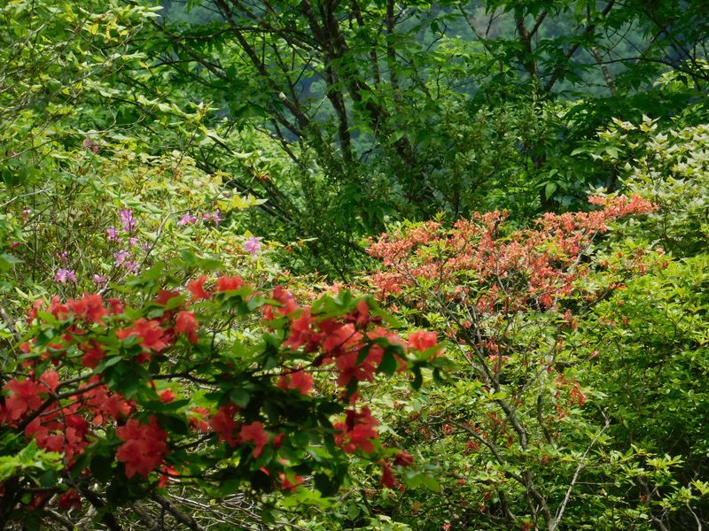 千本ツツジ（縦走路）