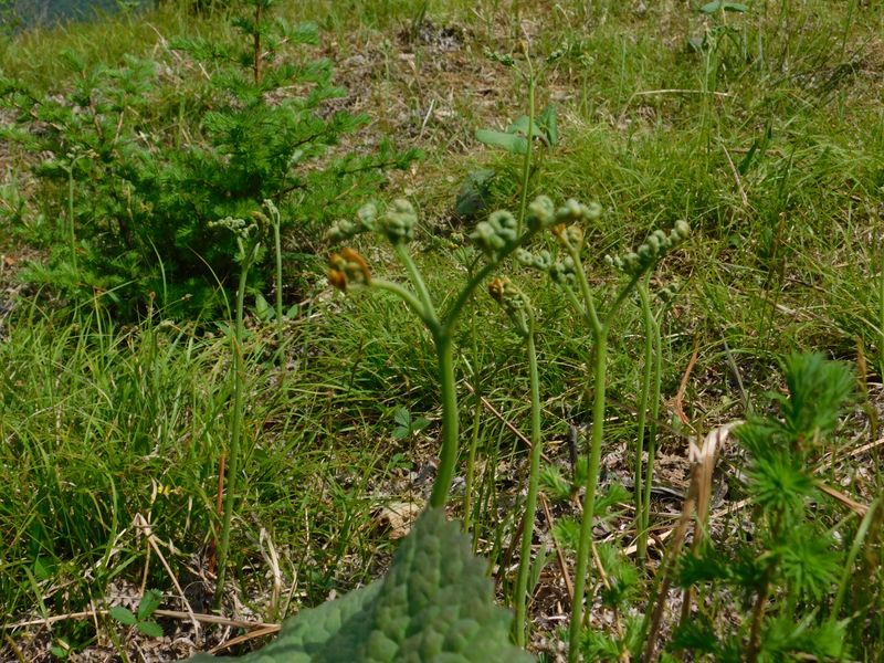 ワラビがとても多い