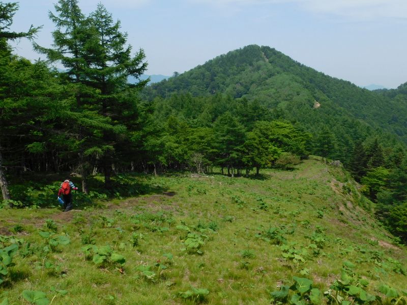 土ごと根こそぎで採取