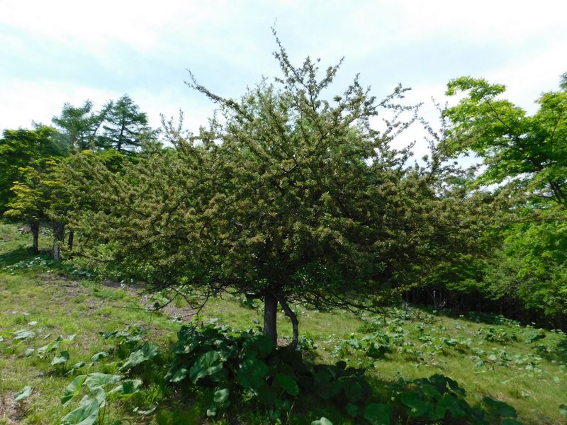 ズミの木かな？