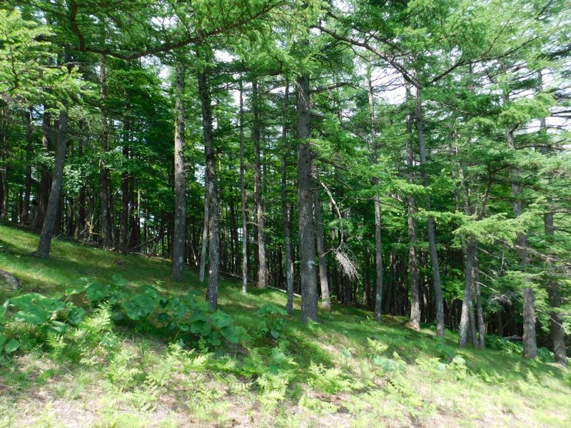 涼しそうな樹林帯