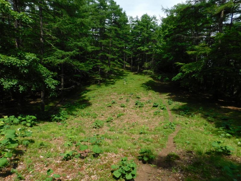 千本ツツジと高丸山の鞍部