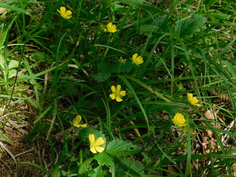 ミツバツチグリ