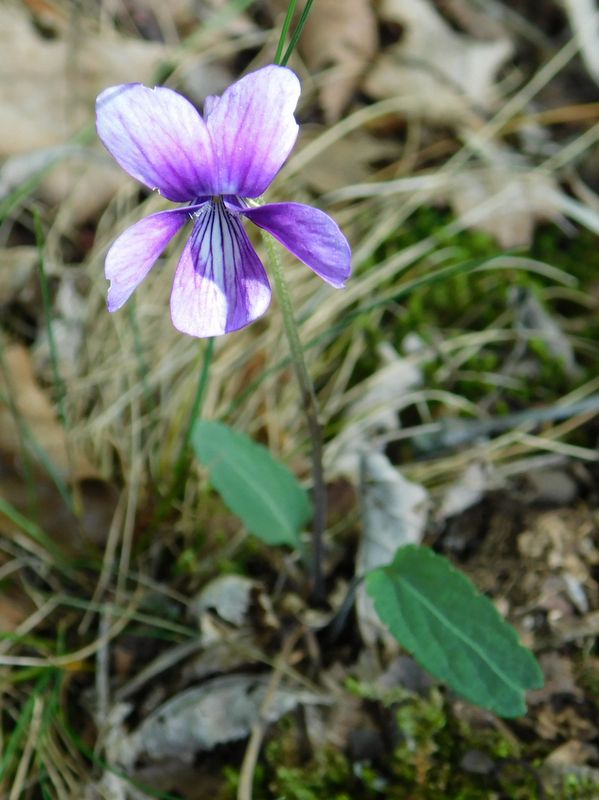 日蔭名栗山のすみれ