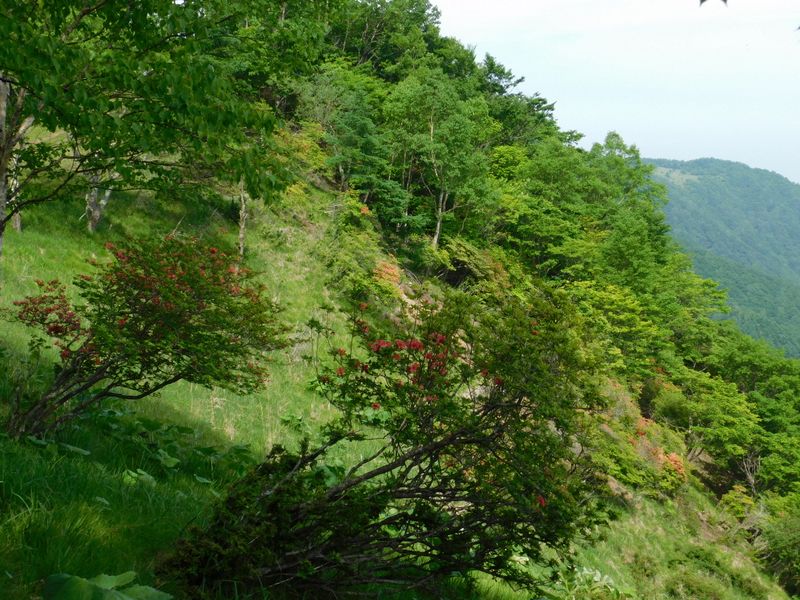 ヤマツツジが点々と