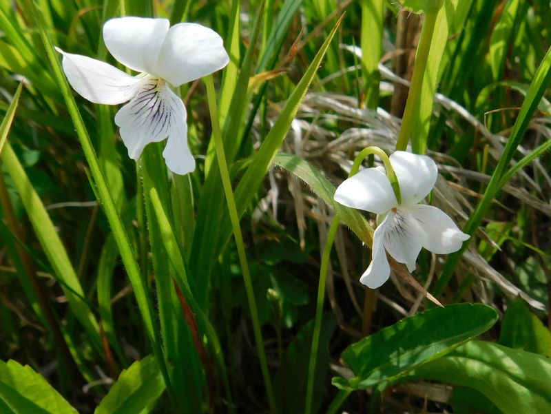 シロスミレさん