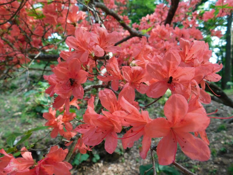 鷹ノ巣山避難小屋のツツジ