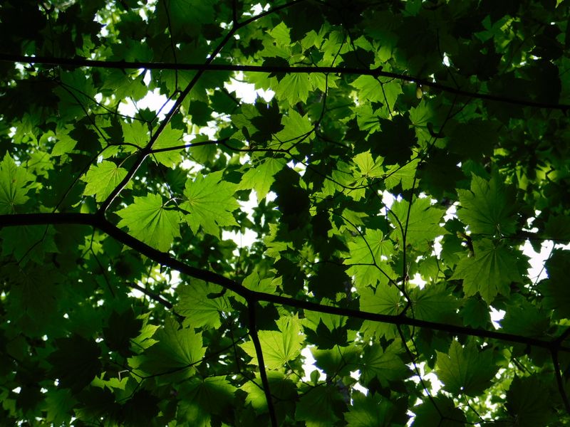 カエデを見上げる