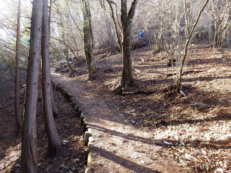よく整備された登山道