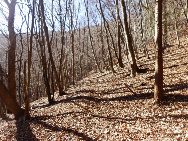 明るく気持ちの良い道