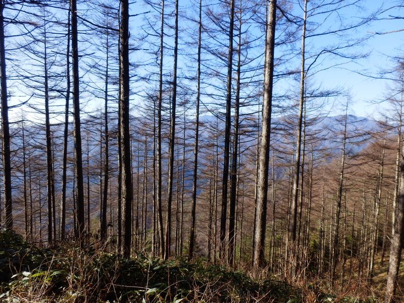 小金沢連嶺を望む