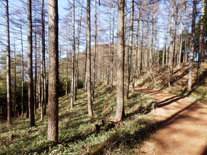 明るいカラマツ林を貫く