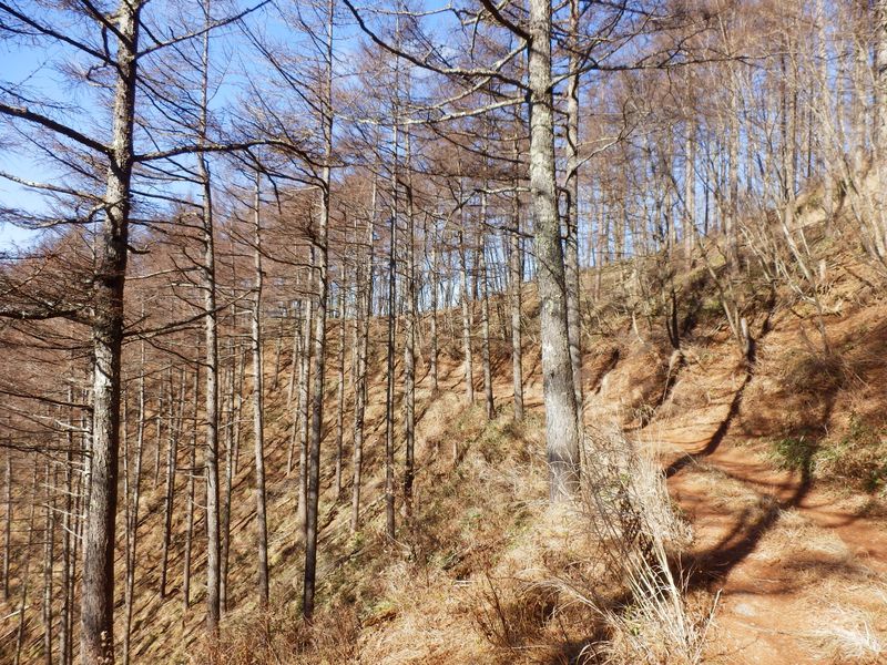 1321m峰を巻いて