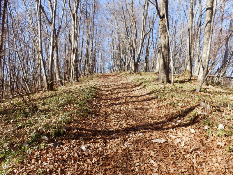 この小丘を越えれば松姫峠