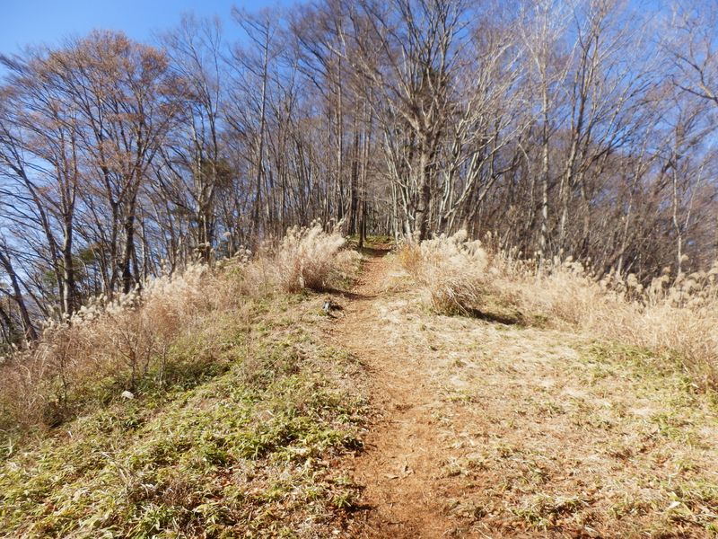 あのススキ原でお昼にしよう