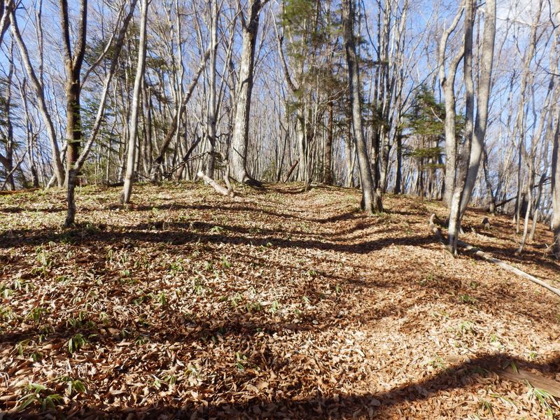 林道よりも山道